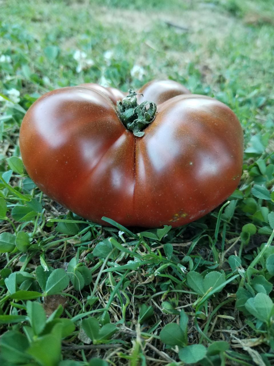 Gnom